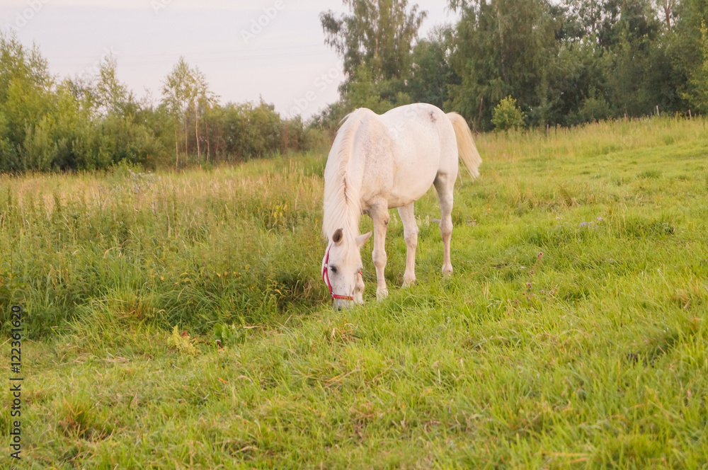 beautiful white horse feeding beautiful white horse feeding