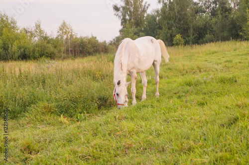 beautiful white horse feeding