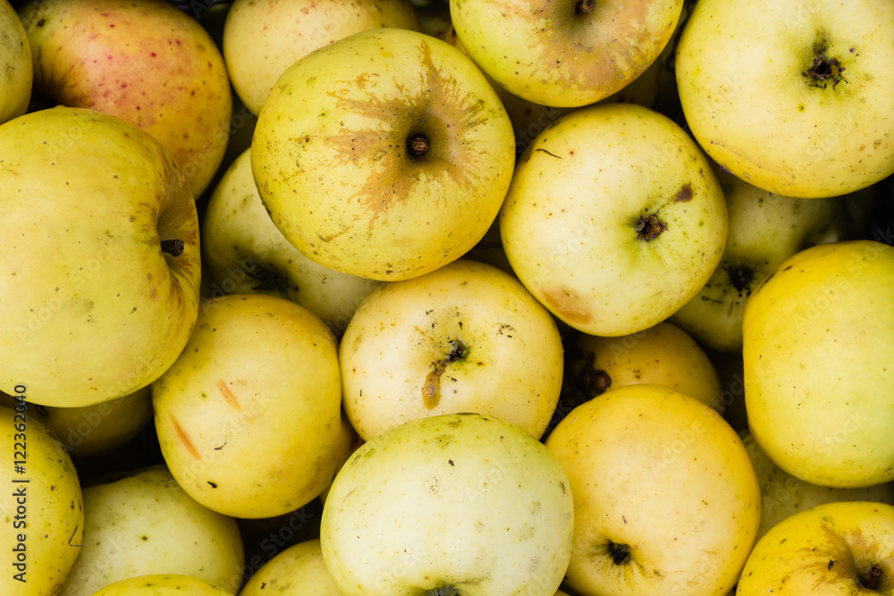 bunch of yellow apples background texture bunch of yellow apples background texture