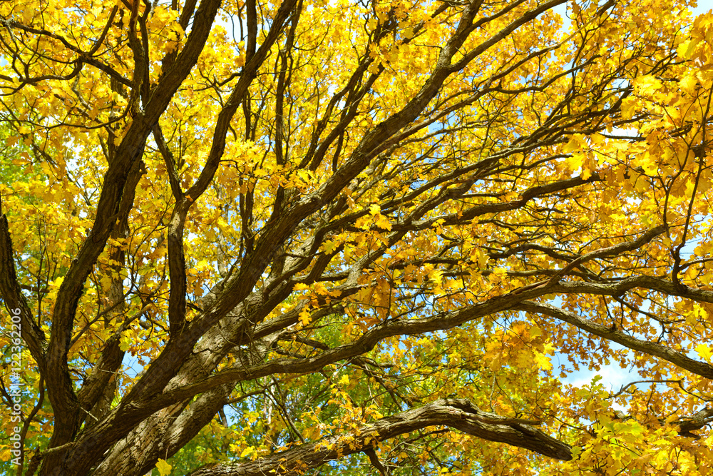 Oak tree with bright yellow leaves. Golden autumn. Autumn tree landscape background