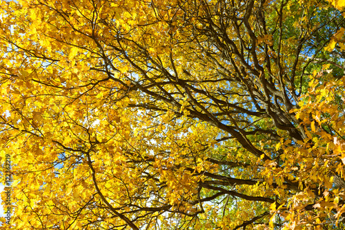 Oak tree with bright yellow leaves. Golden autumn. Autumn tree landscape background