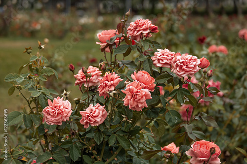 Garden pink roses vintage color