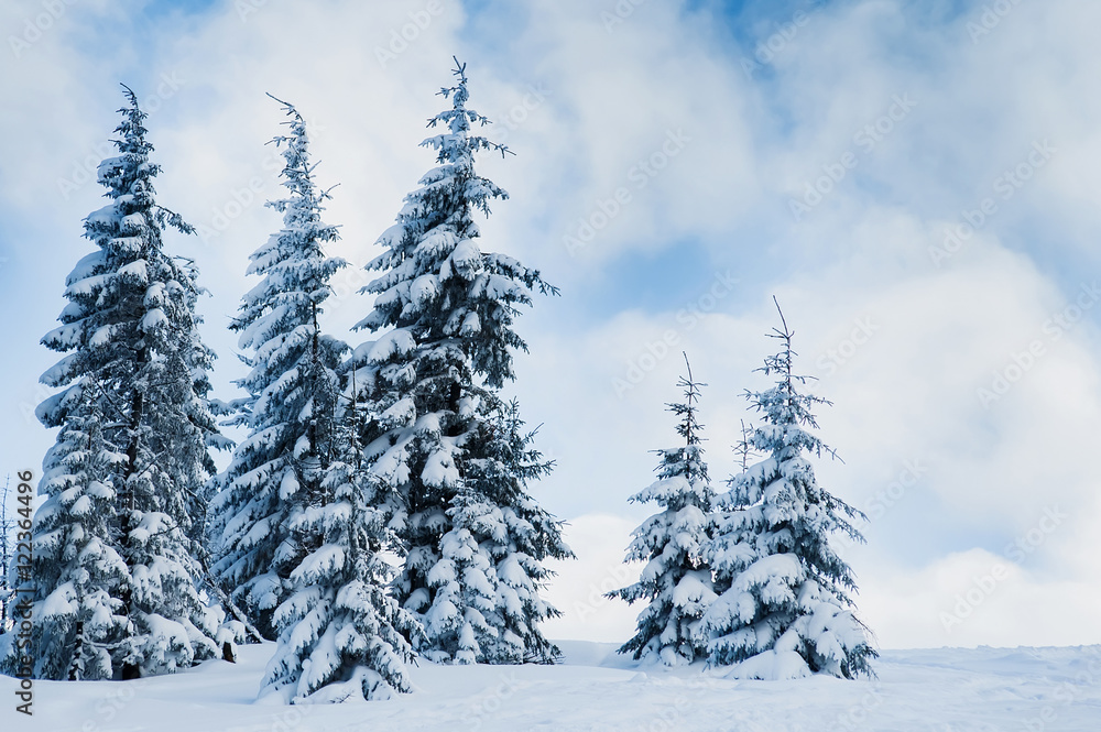 fir trees covered with frst and snow under the blue cloudy sky i