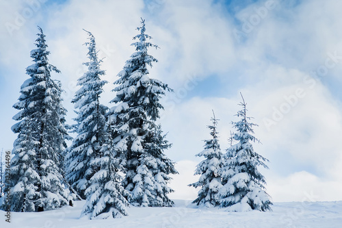 fir trees covered with frst and snow under the blue cloudy sky i