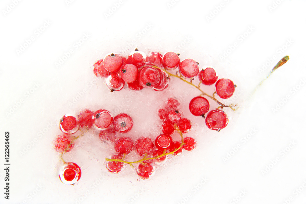 red berry currant frozen in the ice red berry currant frozen in the ice