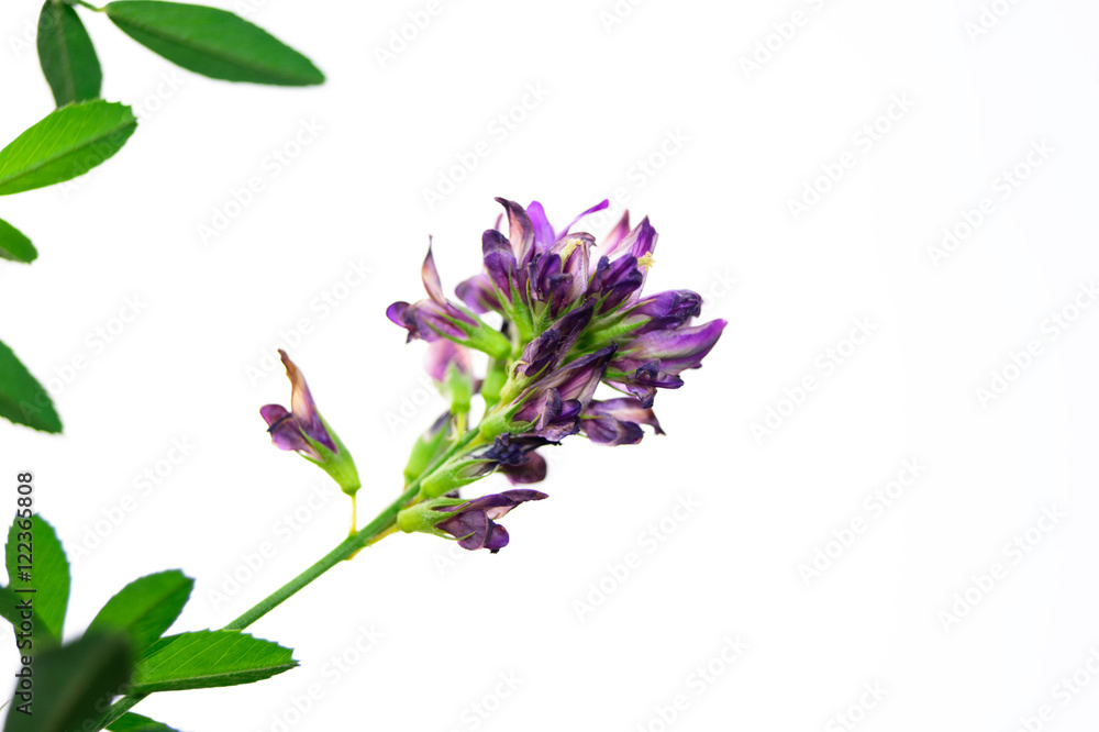 Violet flower on a pure white background