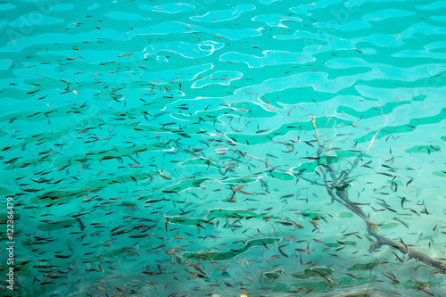 fish in a lake