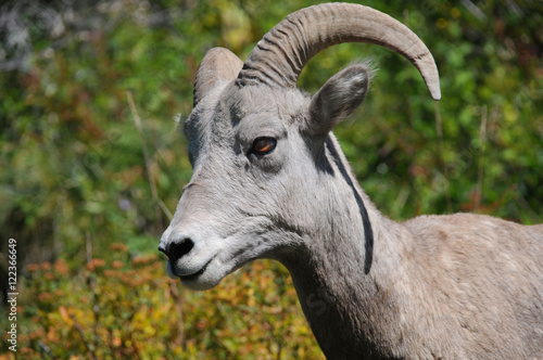 Bighorn Ram, Glacier National Park