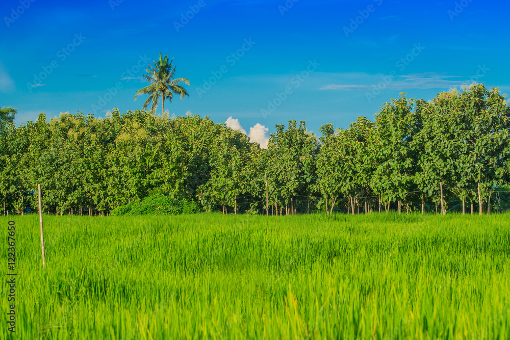 Fototapeta premium rice field and Forest Park on the day of blue sky
