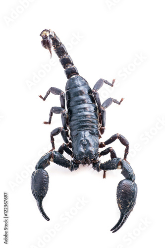 top view isolated Closeup of a scorpion on  white background. © lamyai
