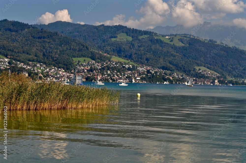 Thunersee im Berner Oberland mit Schilf am See Ufer und Dorf Sigriswil, Schweiz