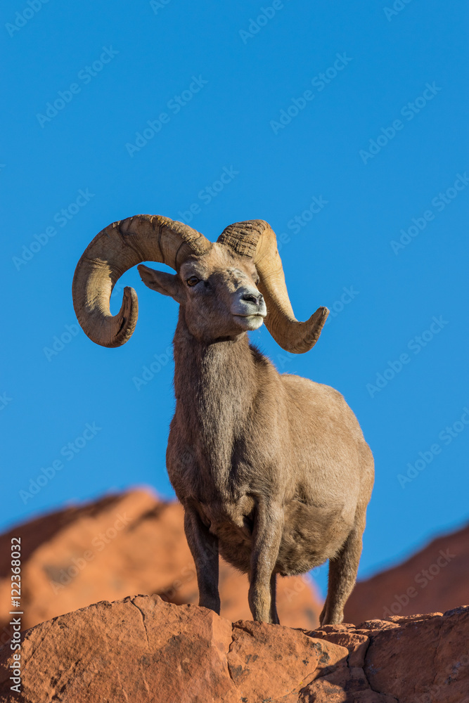 Obraz premium Full Curl Desert Bighorn Sheep Ram