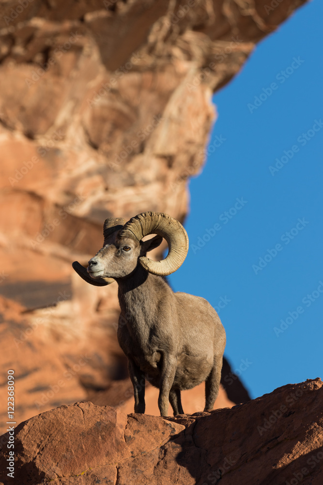 Full Curl Desert Bighorn Sheep Ram