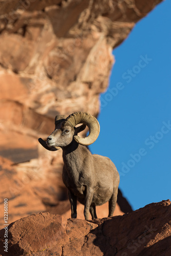 Full Curl Desert Bighorn Sheep Ram