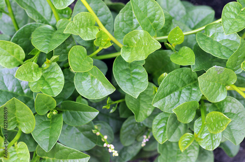 Malabar spinach