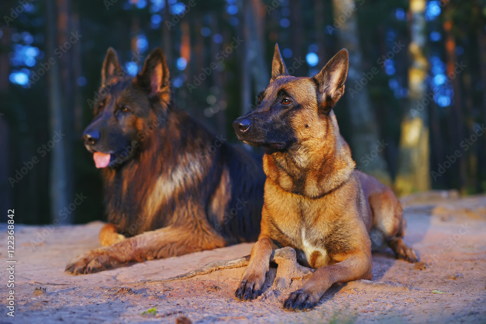 Long haired belgian german shepherd hotsell