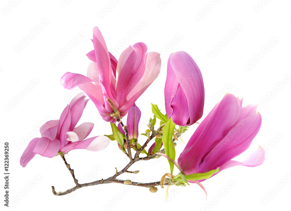 Fototapeta premium pink magnolia