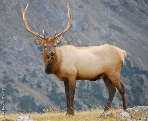 Bull Elk  Rocky Mountain National Park