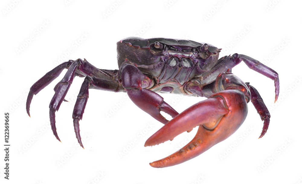 Crab (Field crab) Isolated on white background