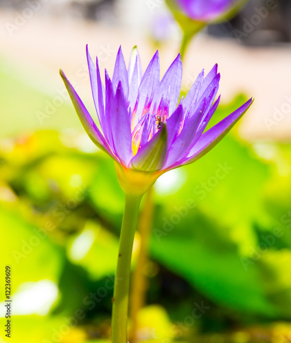 Lotus flower in pond