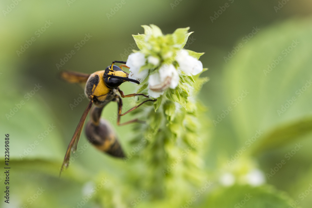 bee bee