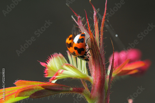 Ladybug in Southeast Asia. © apisitwilaijit29