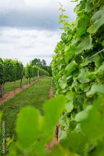 Afton Mountain Vineyard Trellis