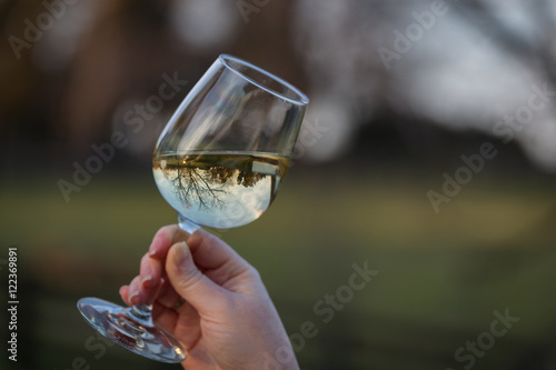 Wine Glass Reflection