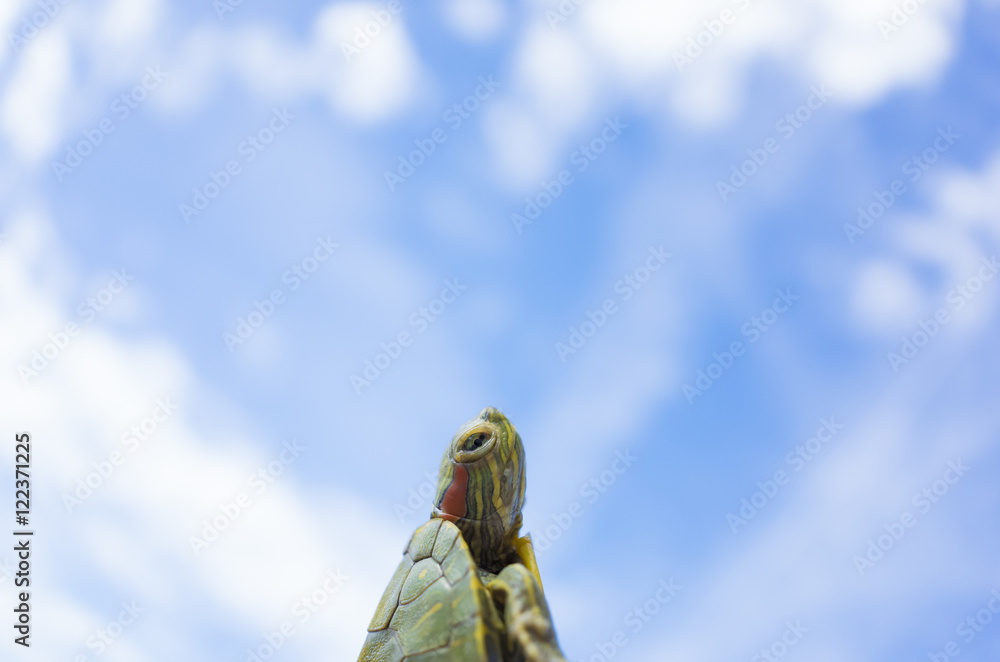 Naklejka premium 空とミドリガメ