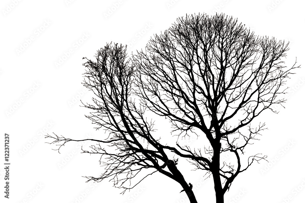 Obraz premium silhouettes of Dead Tree without Leaves