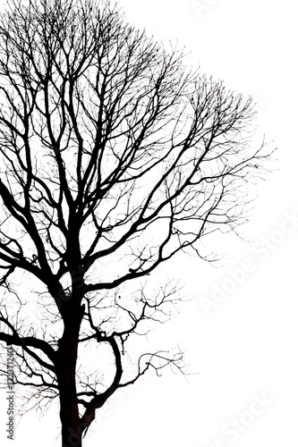 Wallpaper Mural silhouettes of Dead Tree without Leaves Torontodigital.ca