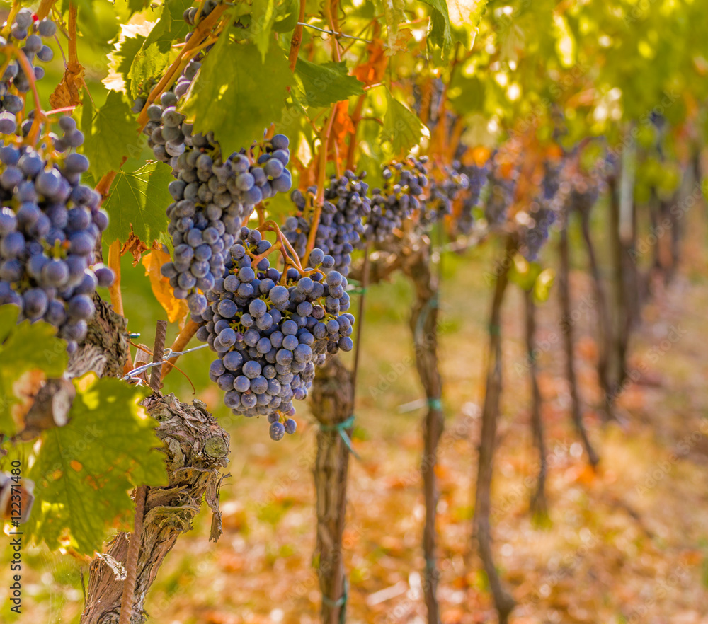 black grapes in a vineyard