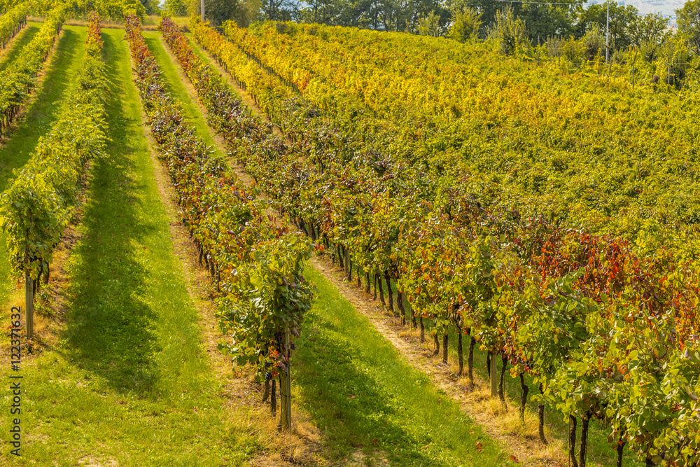 landscape of vineyards in Autumn