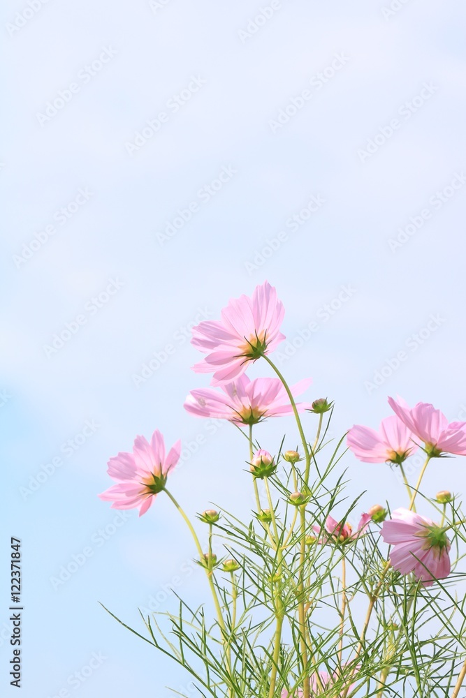 Obraz premium 後ろ姿のコスモスと秋空