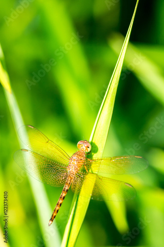 closeup dragonfly on leaf photo