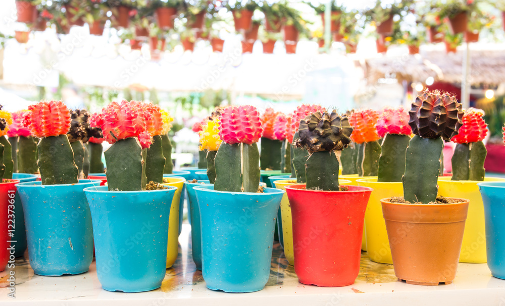 cactuses of various in the flower market cactuses of various in the flower market