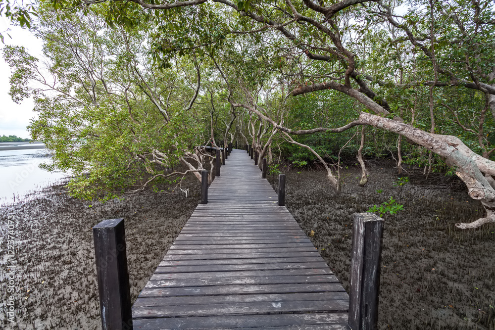 Wooden bridge at Tung Prong Thong,Golden Mangrove Field,Pra Sae,Rayong Province.Thailand Wooden bridge at Tung Prong Thong,Golden Mangrove Field,Pra Sae,Rayong Province.Thailand