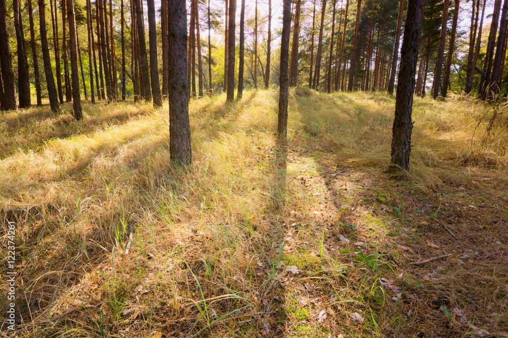 coniferous forest landscape