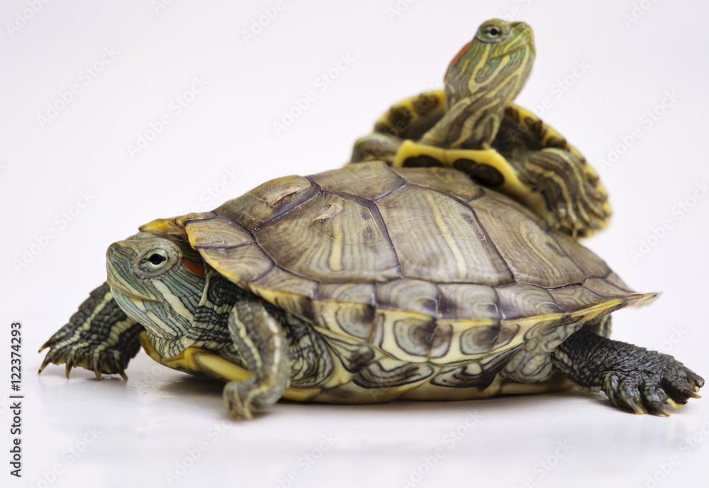 Obraz premium The Brazilian Red eared slider turtles with white background