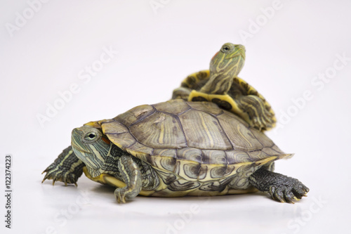 The Brazilian Red eared slider turtles with white background