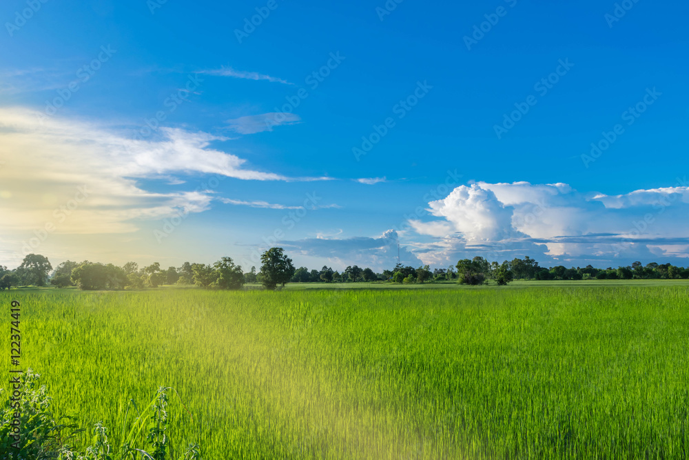 Abstract soft blurred and soft focus of green paddy rice field with beautiful sky and cloud in the afternoon in Thailand.By the beam light and  lens flare  effect tone.
