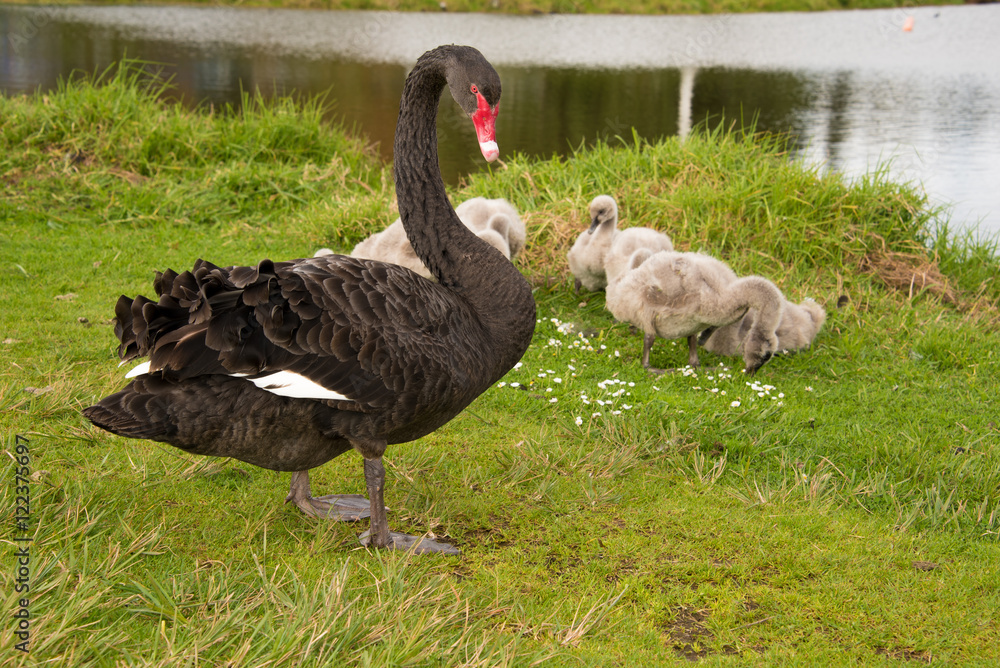 Fototapeta premium Black swan with cygnets