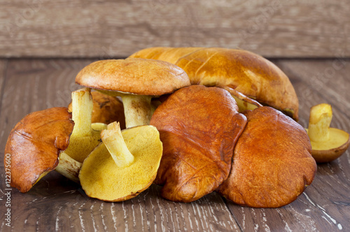 Foto the edible mushrooms