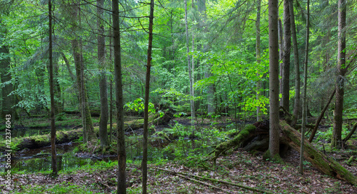 Primeval forest in spring with broken trees