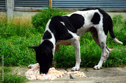 Hungry stray dog is eating some giving rice food