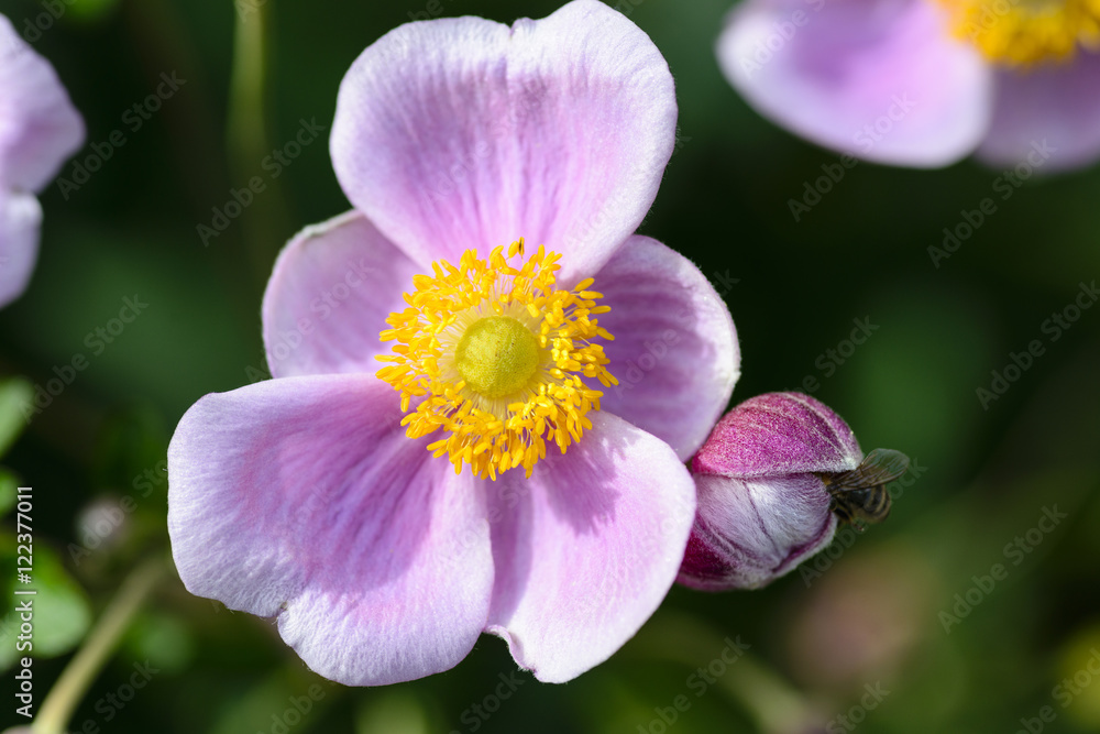 Anemone hupehensis japonica, Chinese anemone, Japanese anemone, thimbleweed, windflower in bloom Anemone hupehensis japonica, Chinese anemone, Japanese anemone, thimbleweed, windflower in bloom