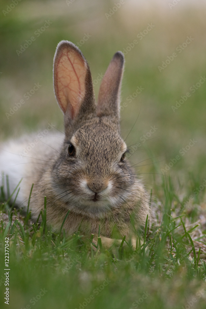 Fototapeta premium Bokeh Bunny