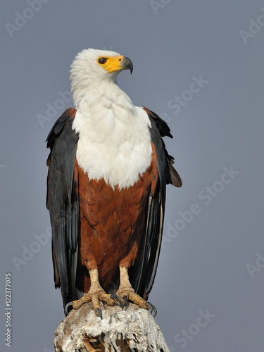 African fish eagle on tree stump