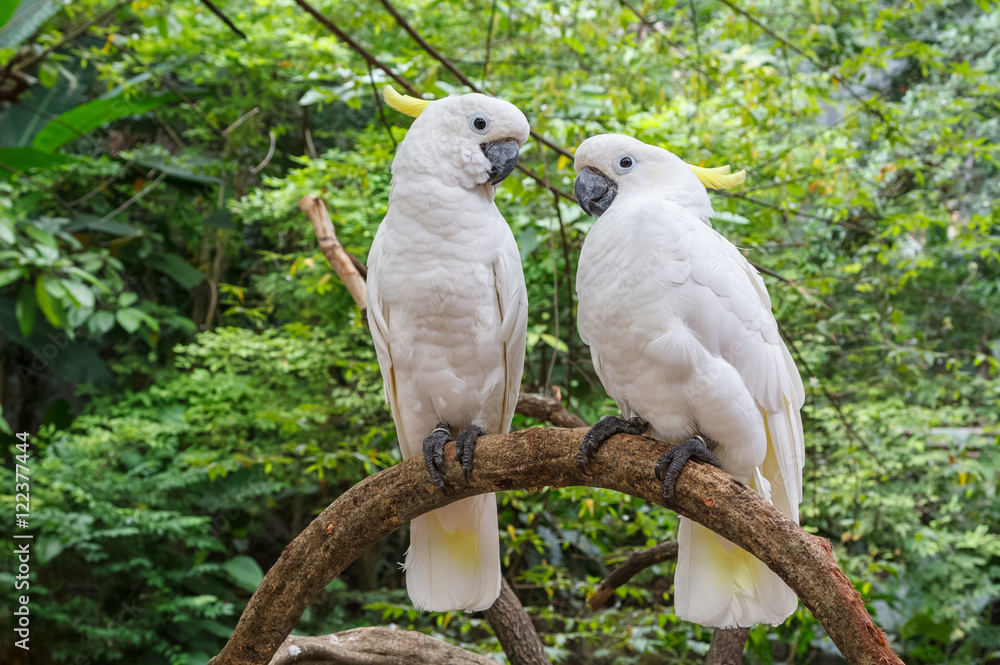 Cute couple of white Cockatoo (Cacatua galerita), standing on a Cute couple of white Cockatoo (Cacatua galerita), standing on a