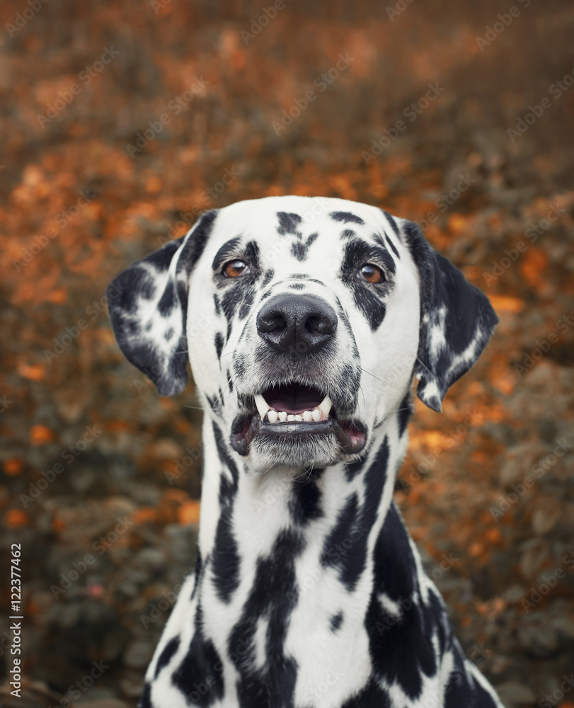 portrait of a cute dalmatian dog -- toned and selective focus on